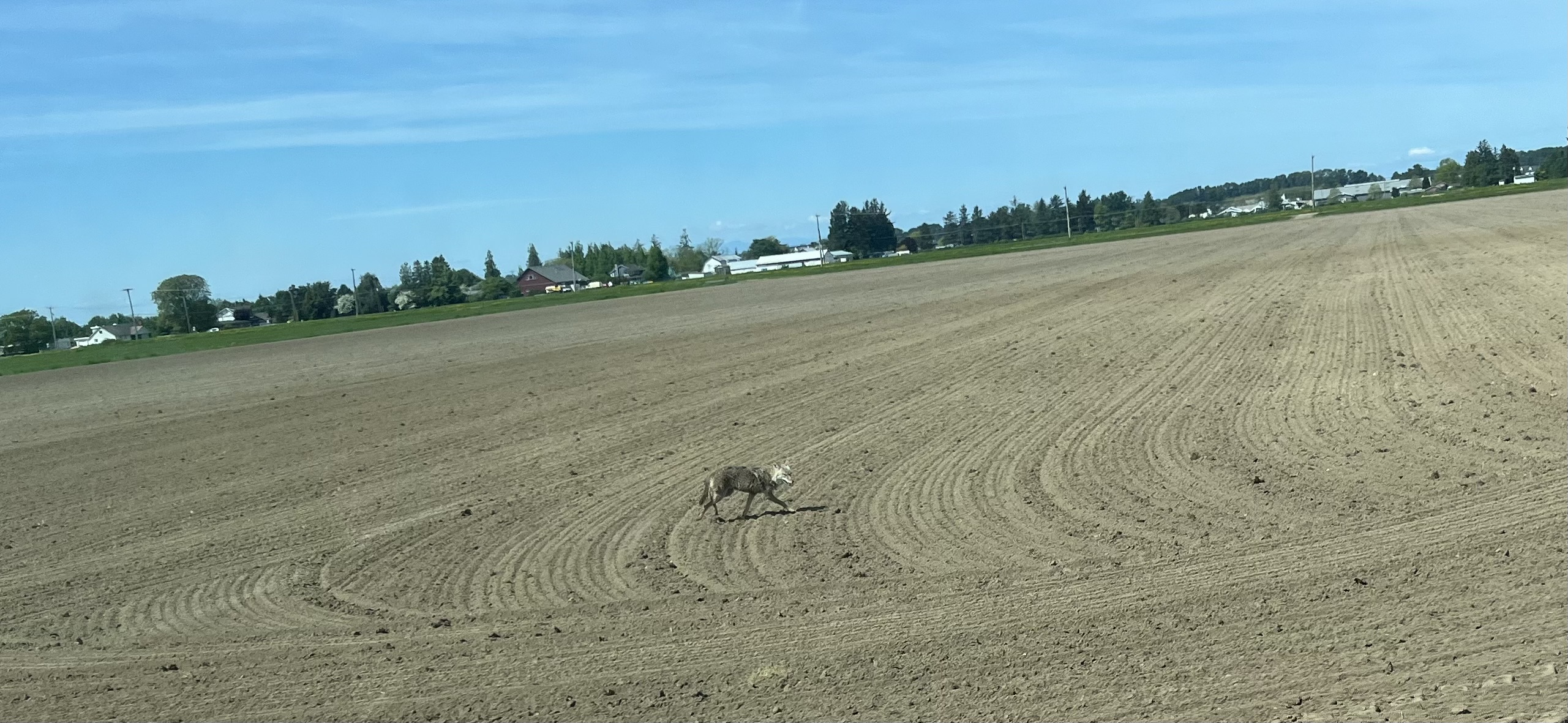 coyote daytime.jpg