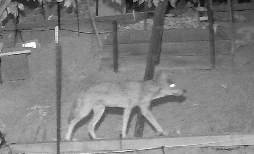 Coyote Hunting.JPG
