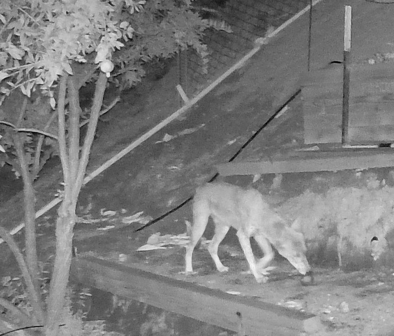 Coyote .JPG