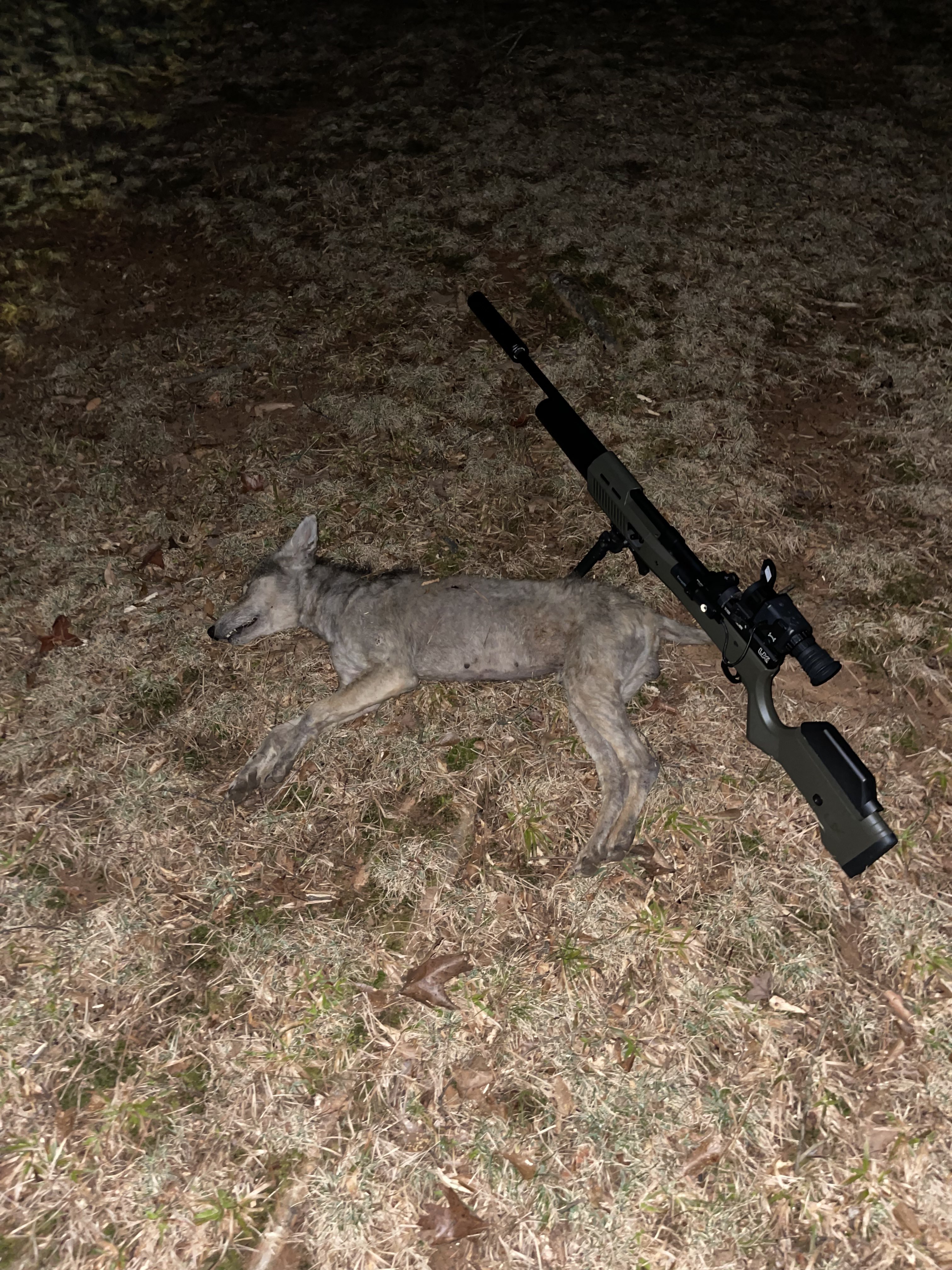 Coyote.jpg
