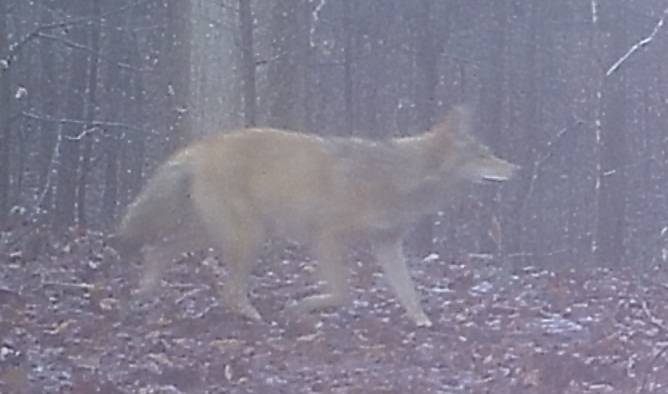 coyote.png