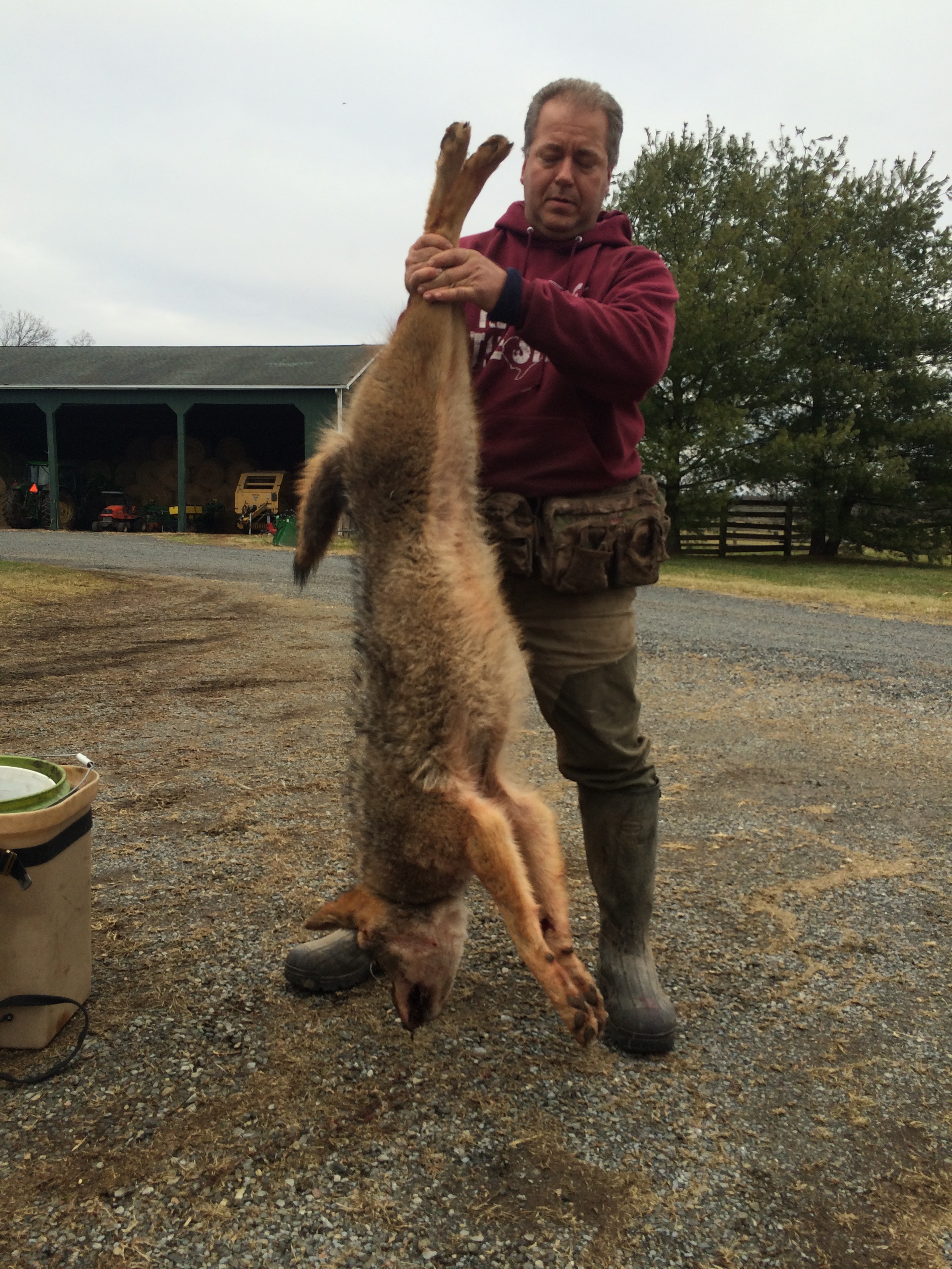 coyote1.JPG