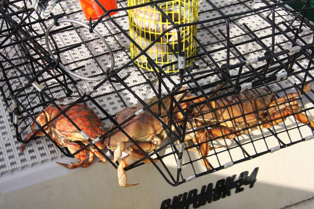 Crab 1.1621966333.jpg