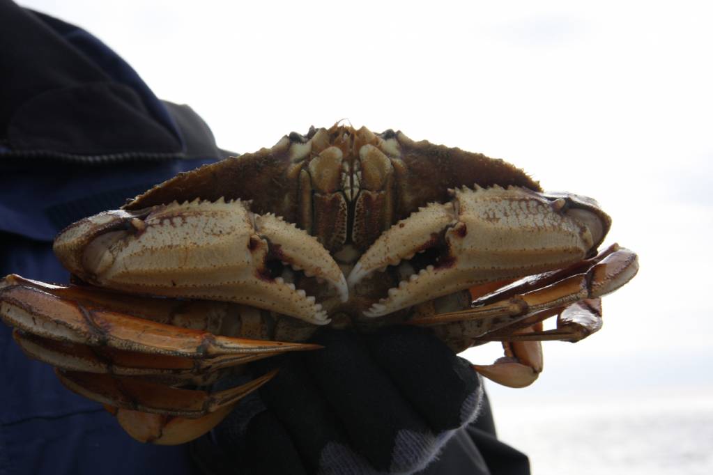 Crab 4.1621966366.jpg