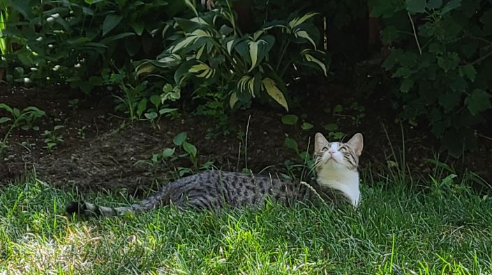 dazy onguard.JPG