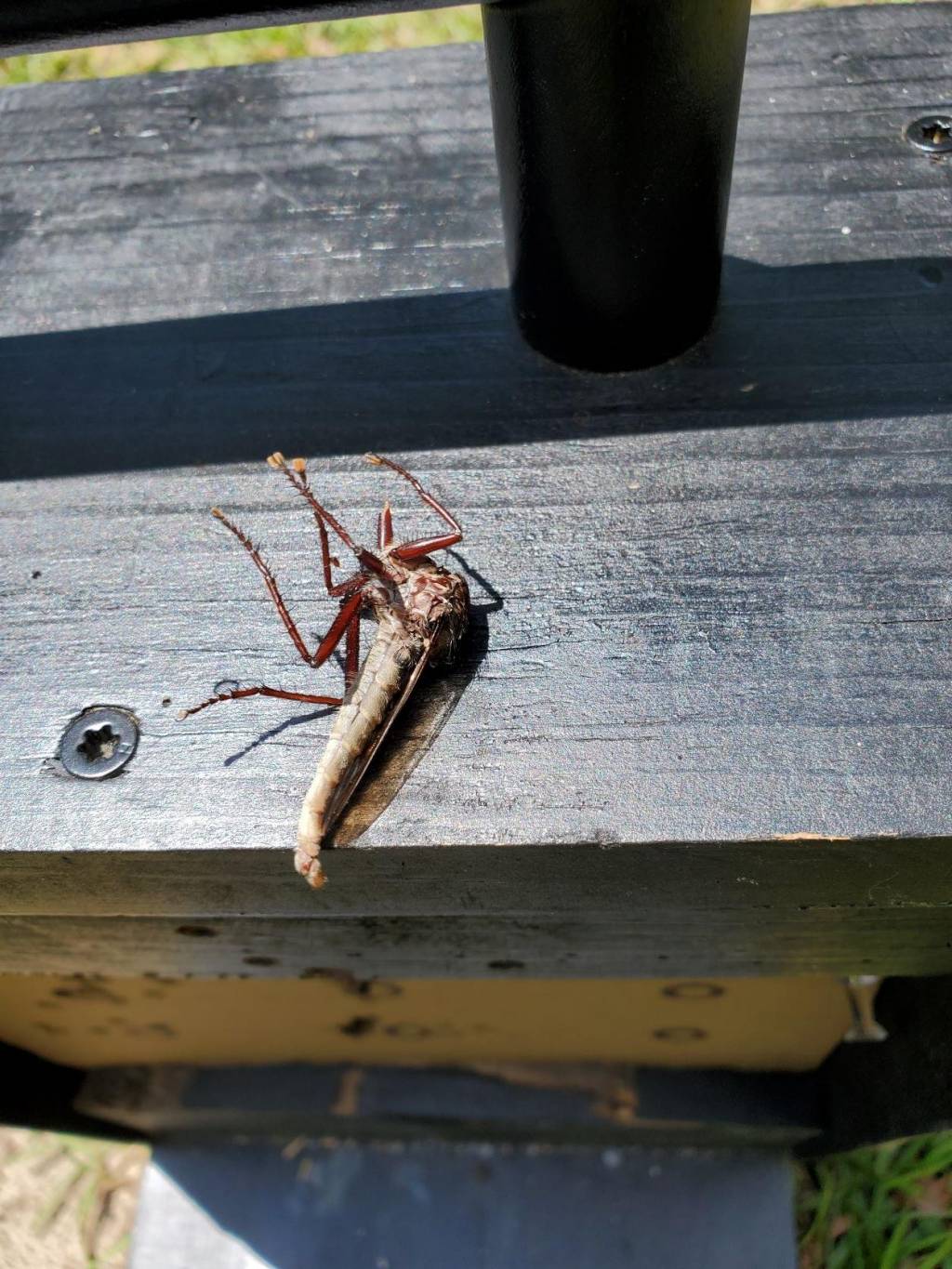 Dead Bug Pic.1627759684.jpg