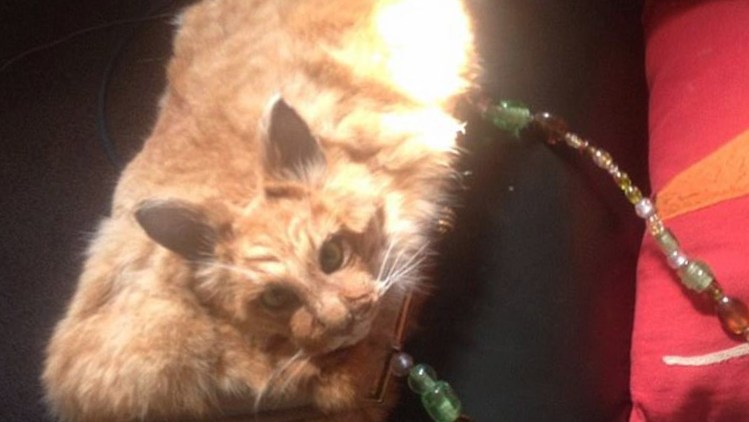 Dead Kitty Purse.jpg