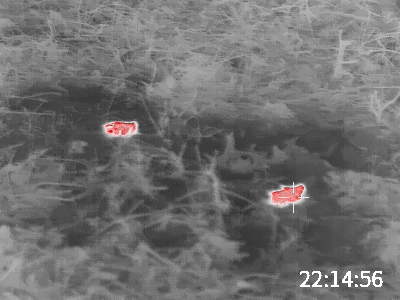 Dead Mice.1640527170.jpeg