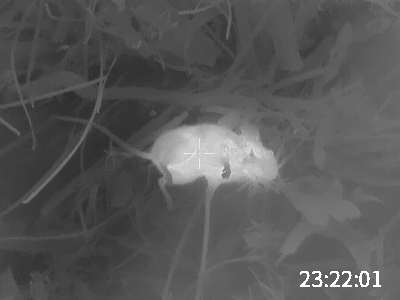 Dead Mouse.1640527170.jpeg