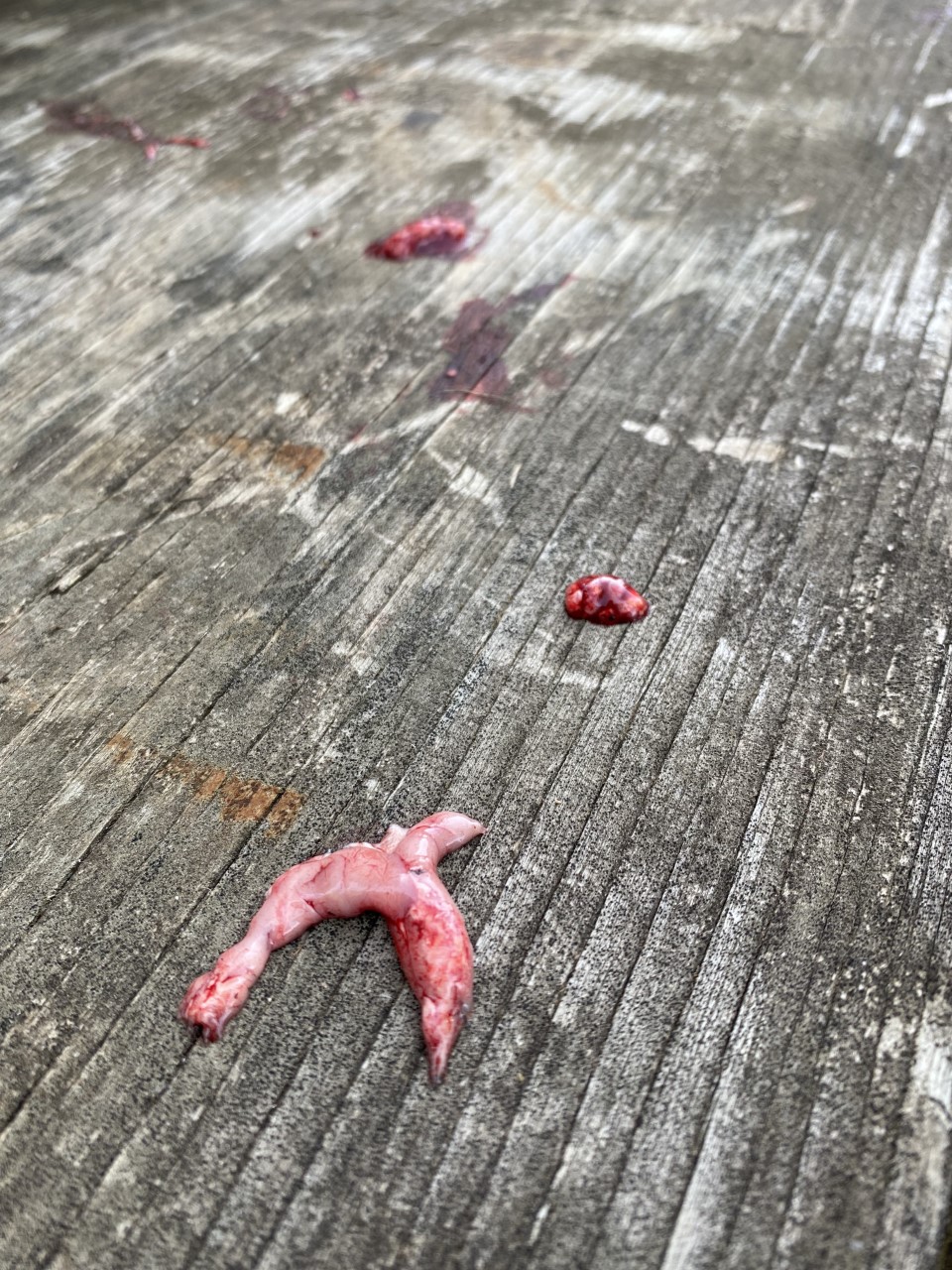 Dead Red Brain.jpg