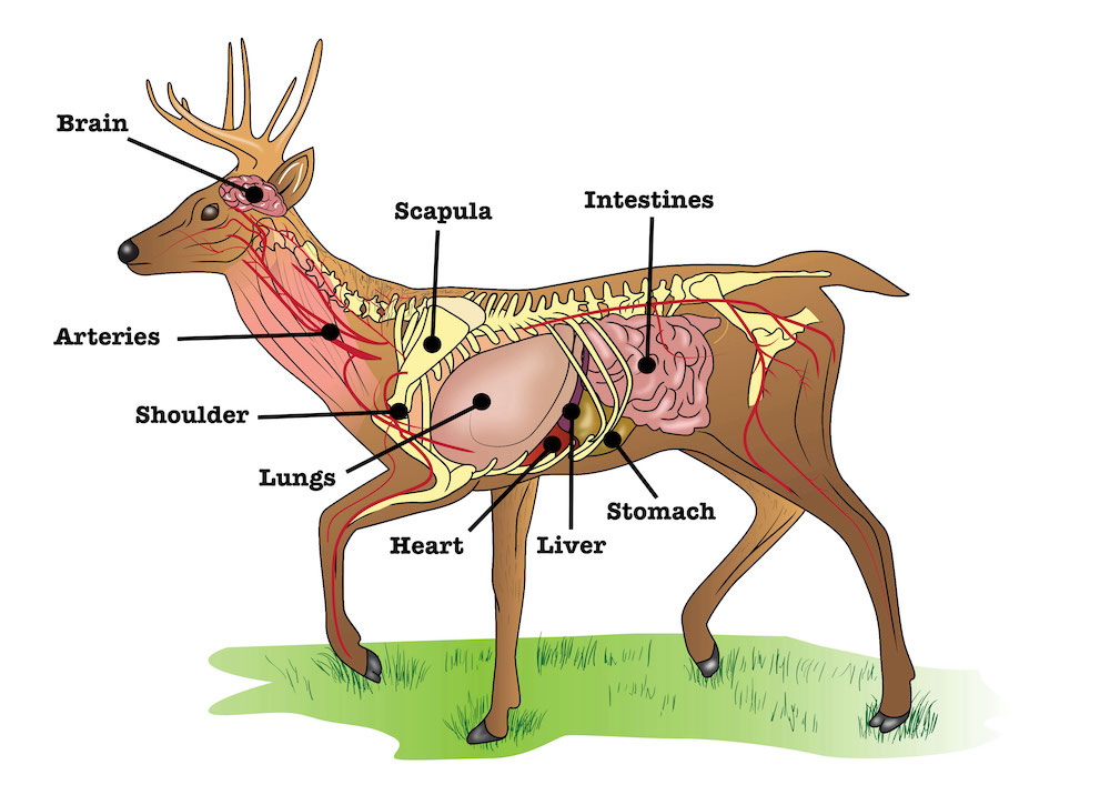 Deer-Anatomy-Diagram-for-Best-Shot-Placement.1628740694.jpg