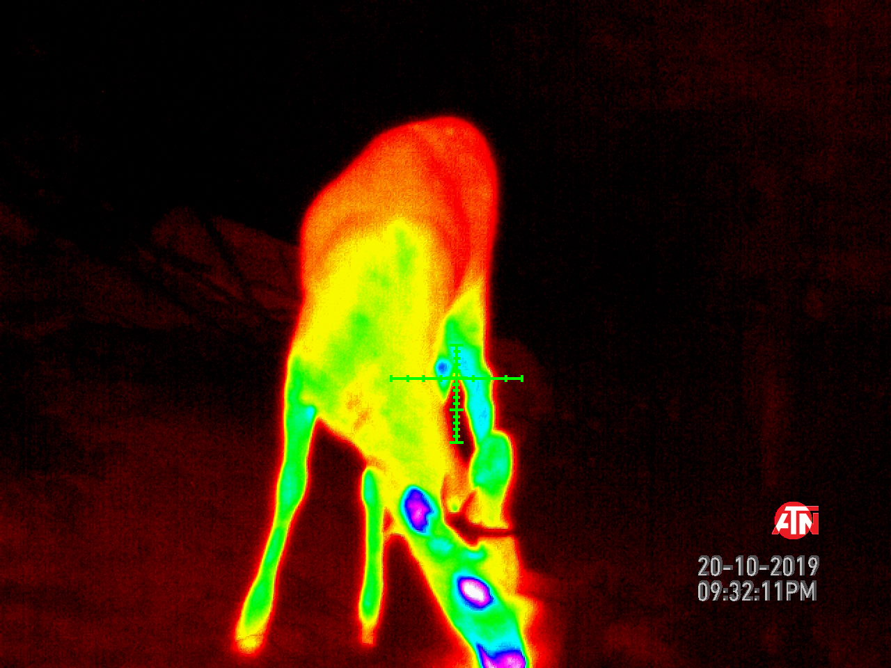 deer ayn.jpg