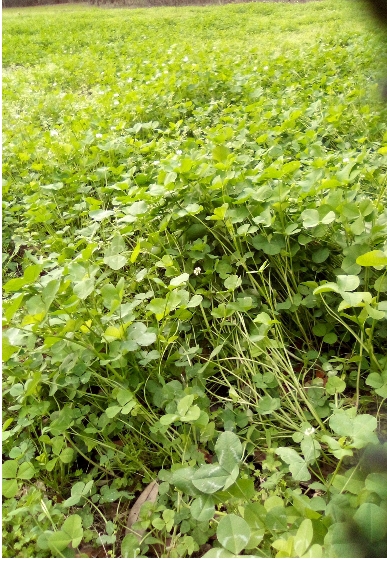 deer cloverarea.jpg