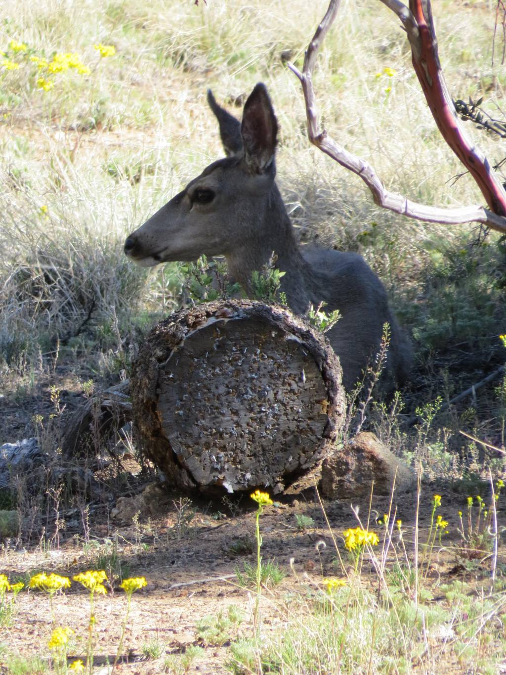 Deer on the range 6.1613697409.JPG