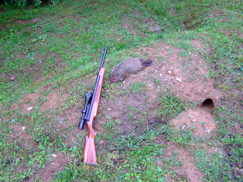 Diana52Carbine031.1610893625.JPG