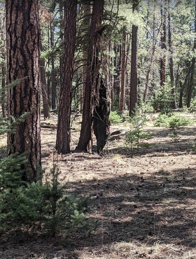 dillo in the gap.1652682548.jpg