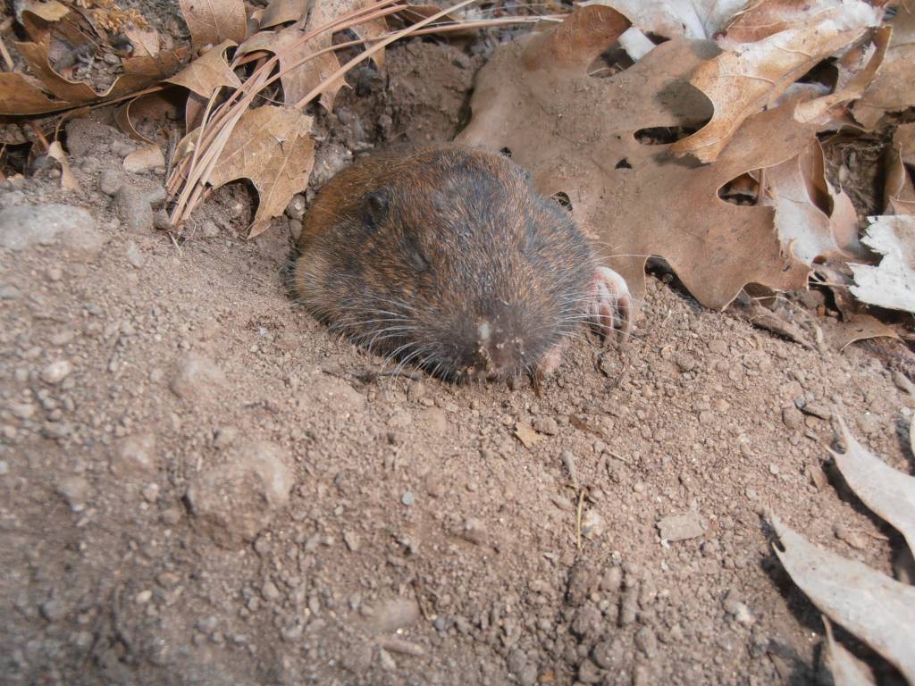 Dirt Nap 5 24 22.1653403517.JPG