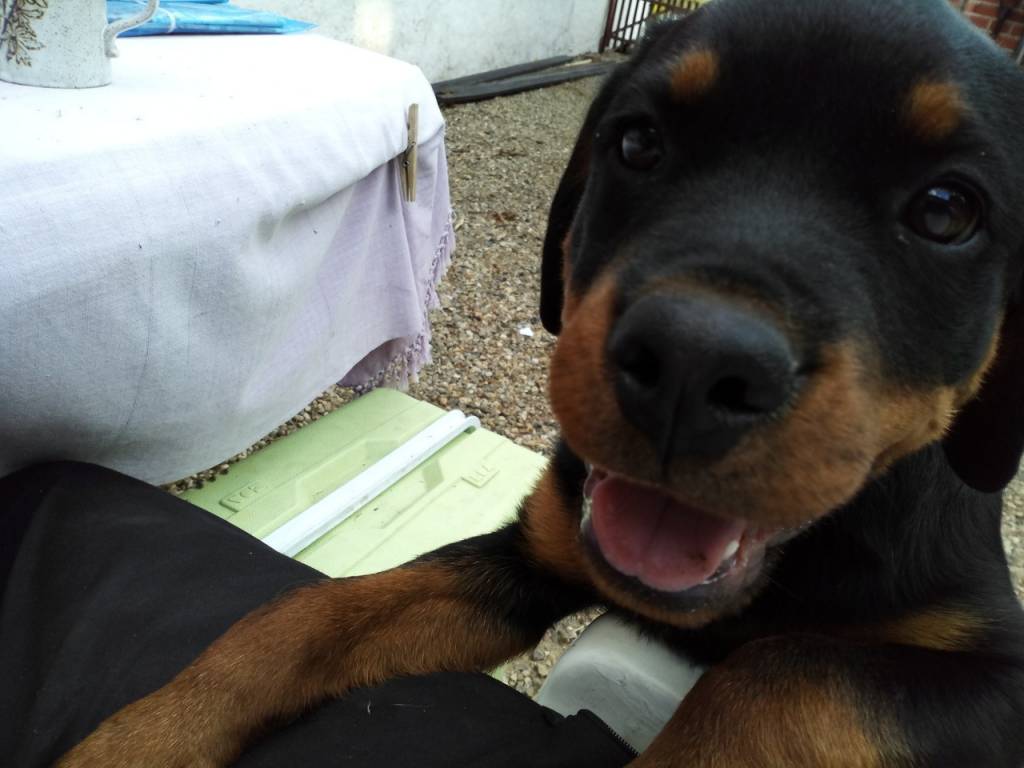 dog.1642189162.jpg