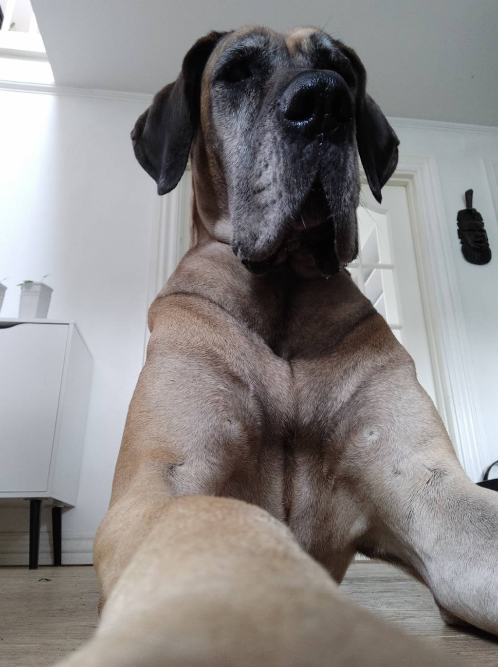 dog2.1642189171.jpg