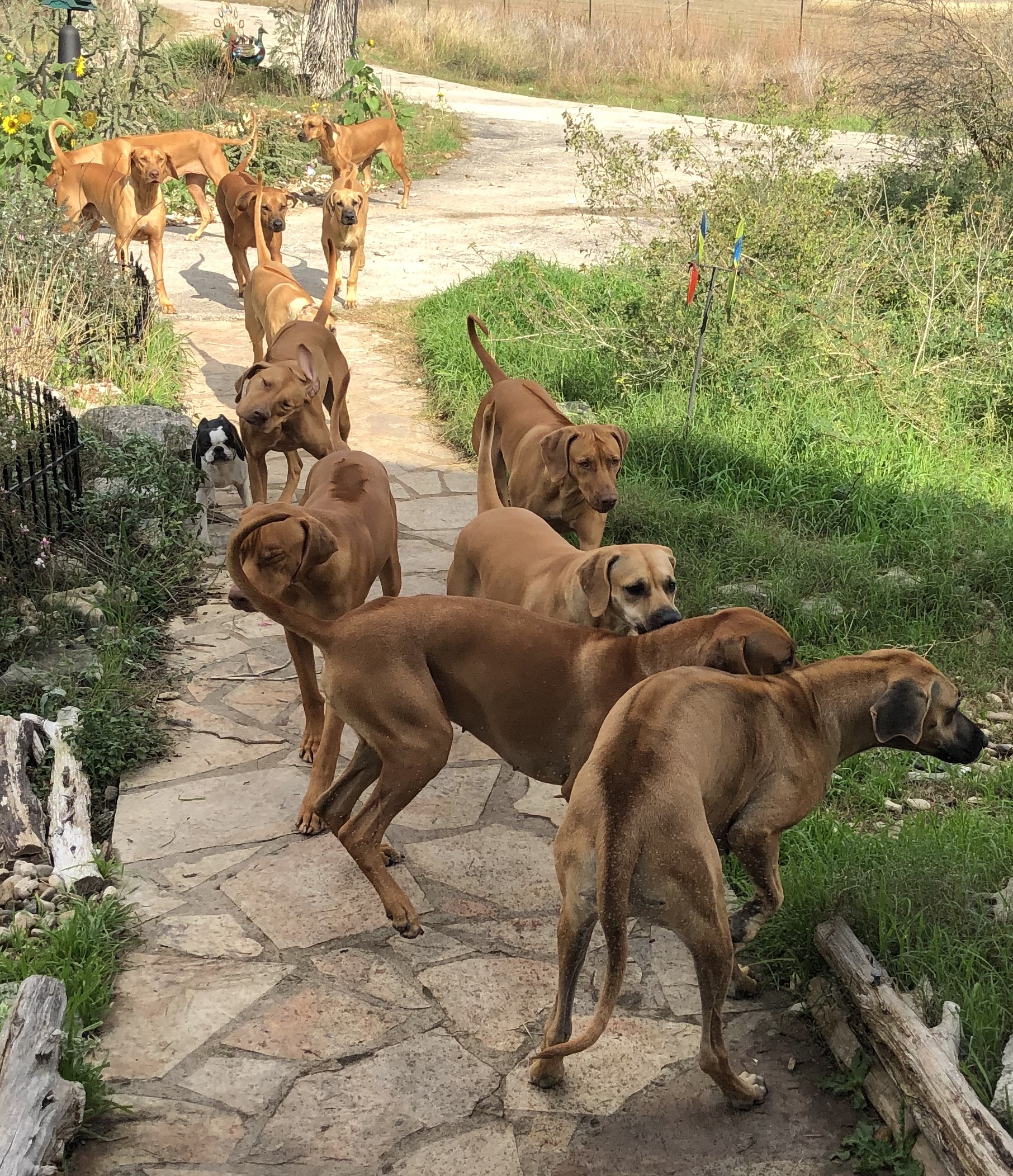 dogslarge.jpg