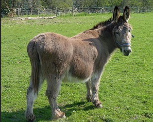 donkey.1639855423.jpg