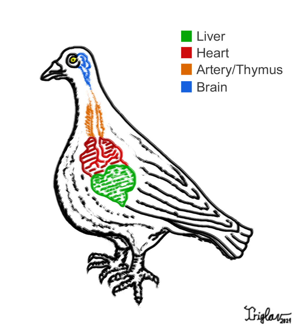 Dove.1626713895.png