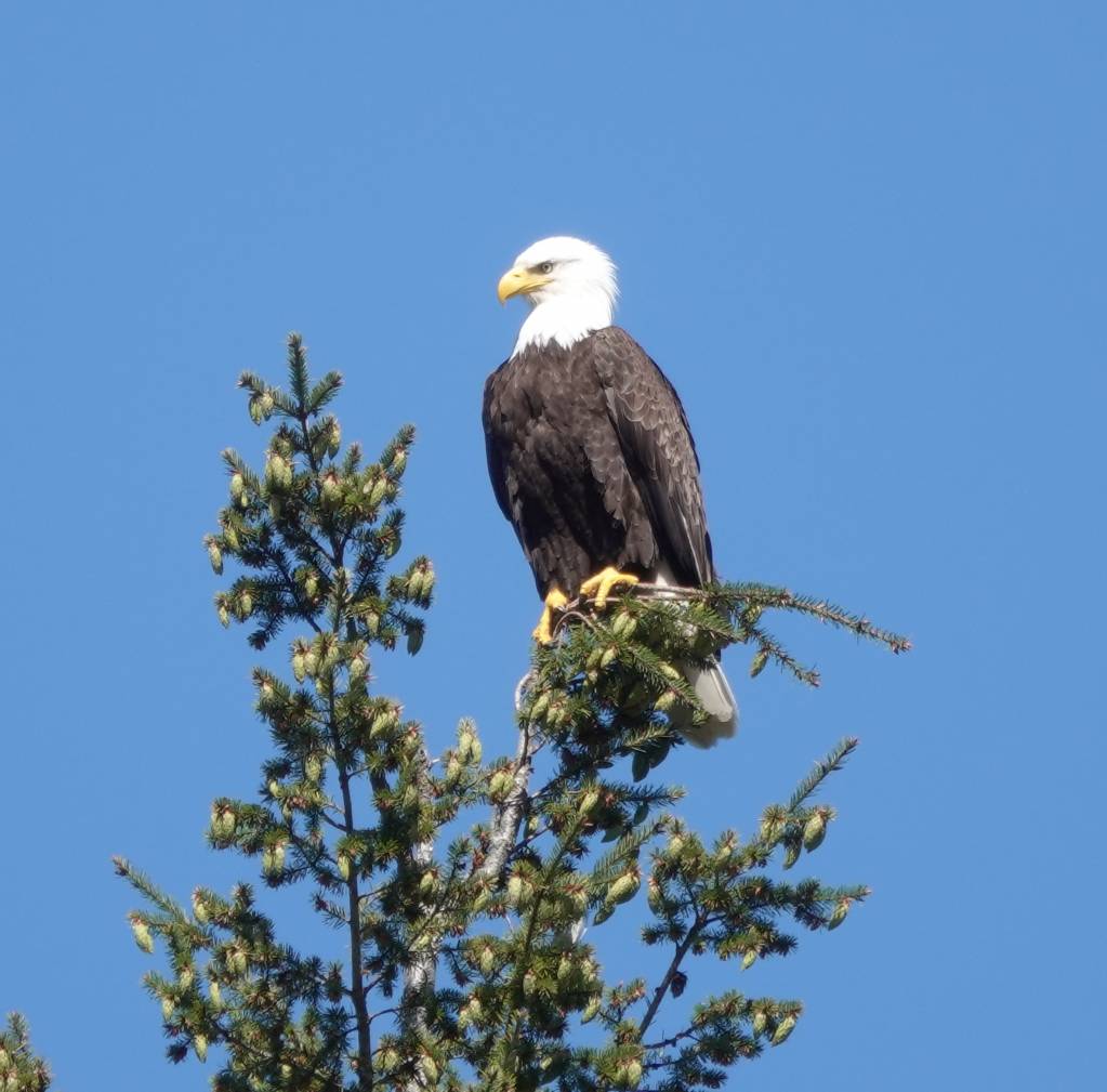 DSC00089.cropped.1622895712.jpg