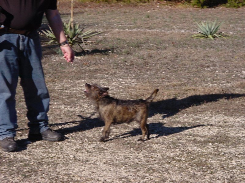 DSC02489 My Wee Doggie.1603234958.jpg
