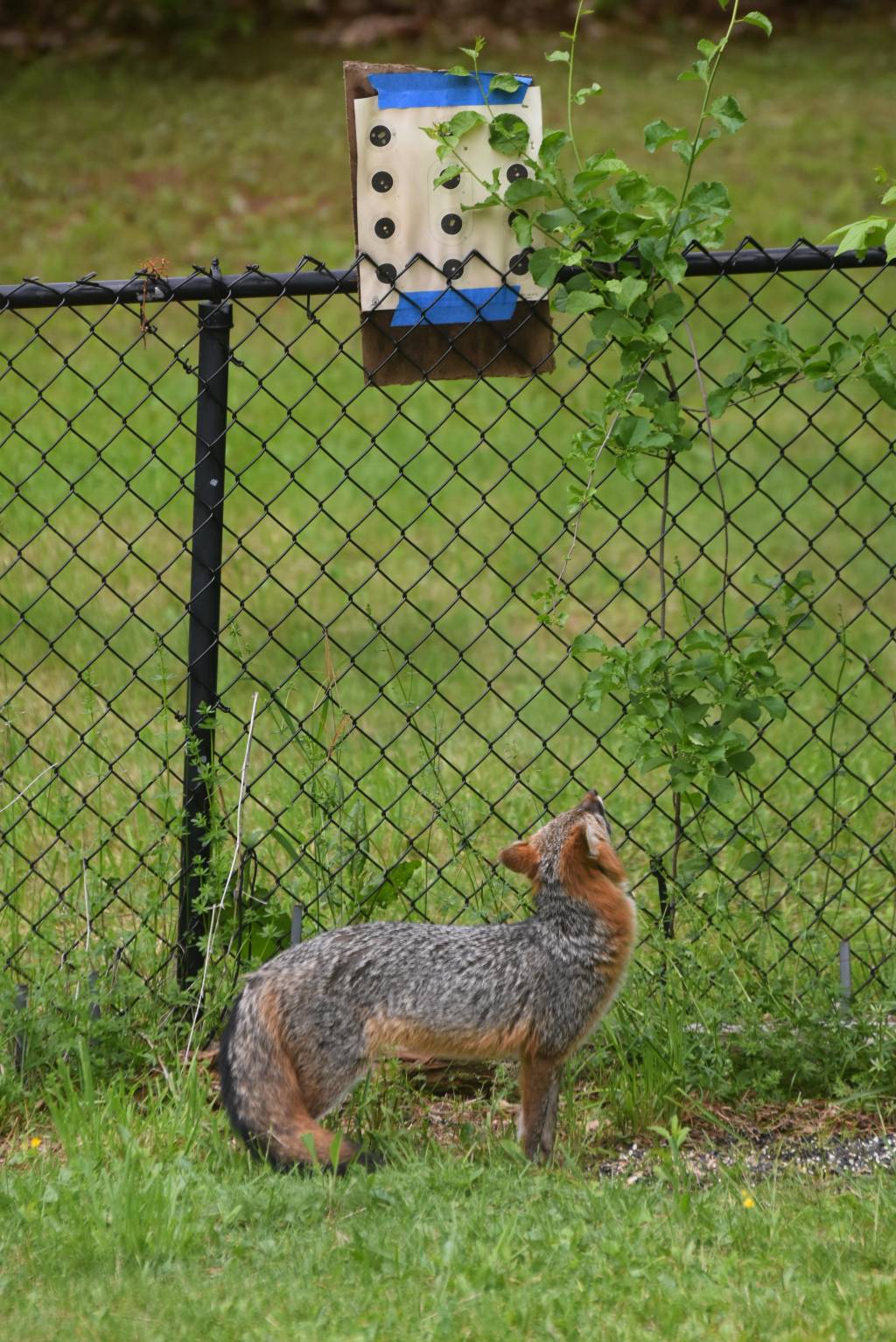 DSC_6897.1622498388.JPG
