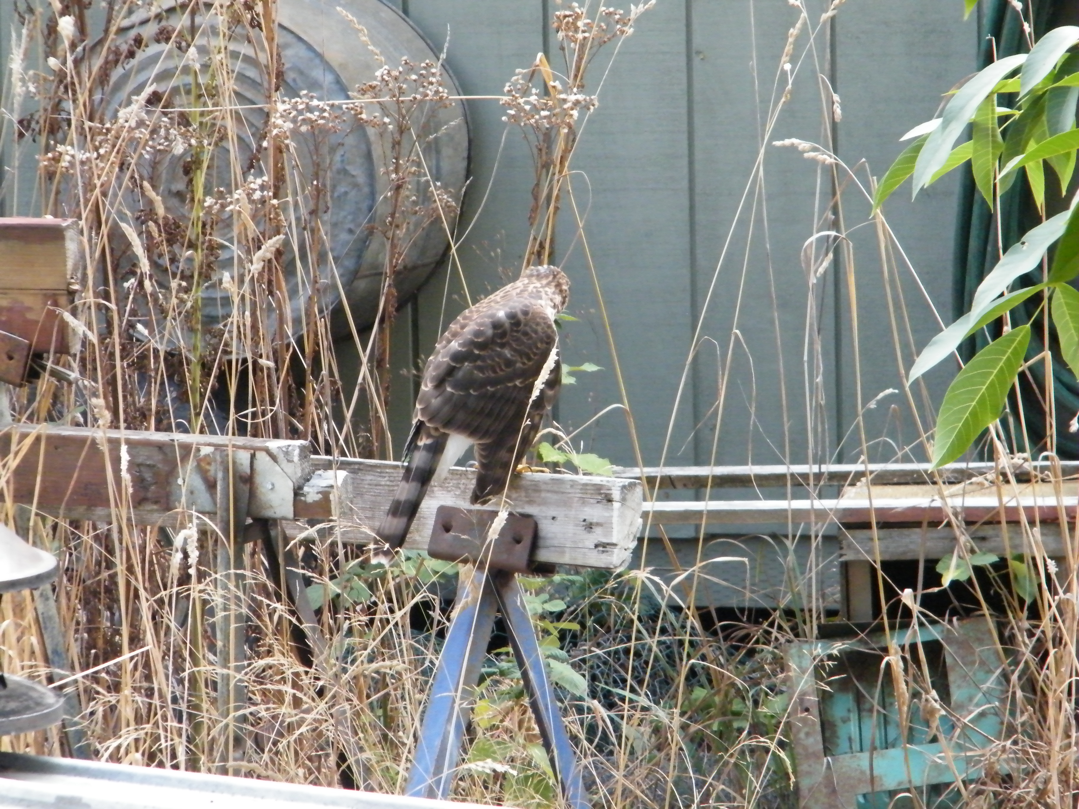 DSCF8057.JPG