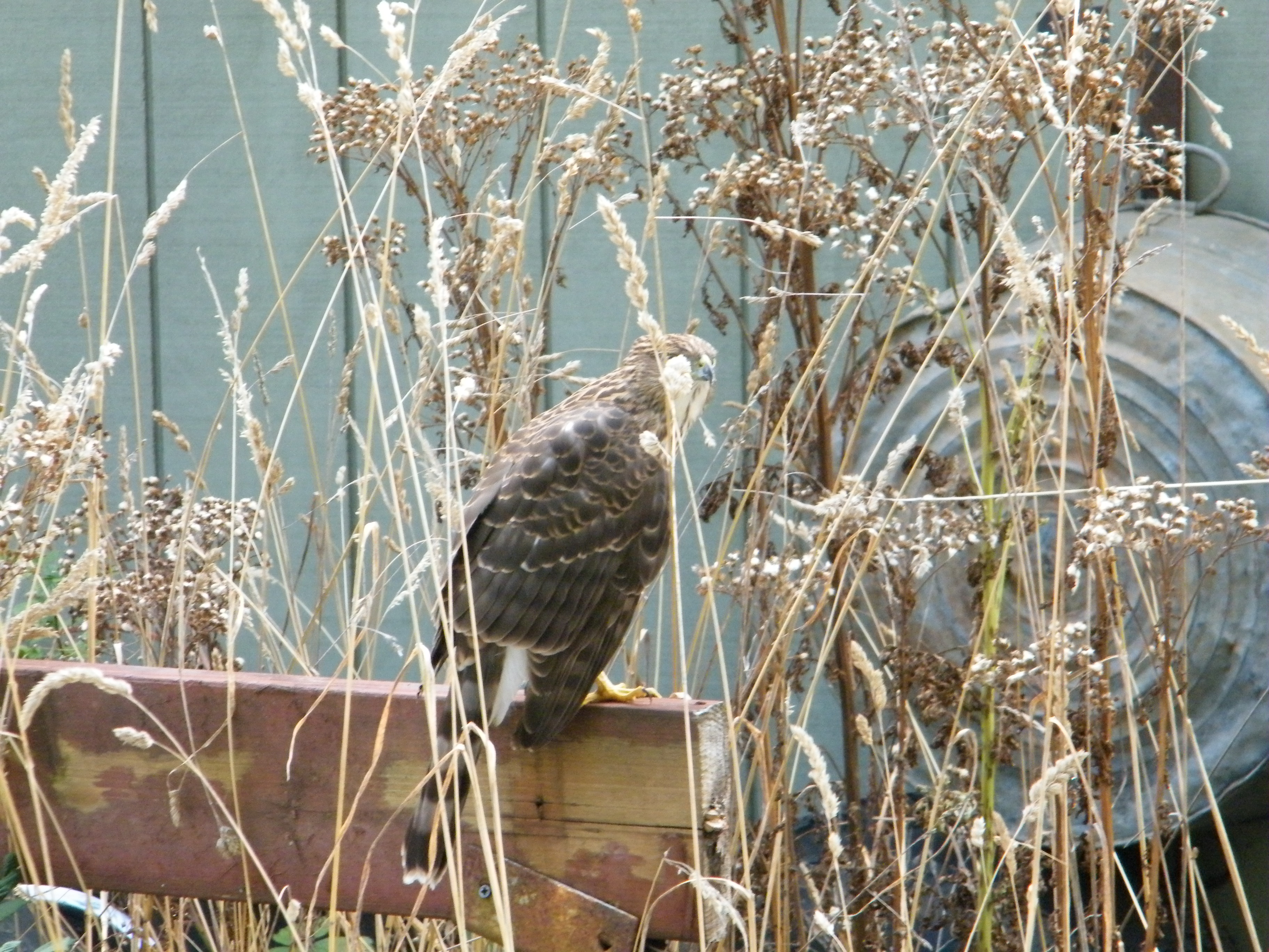 DSCF8059.JPG