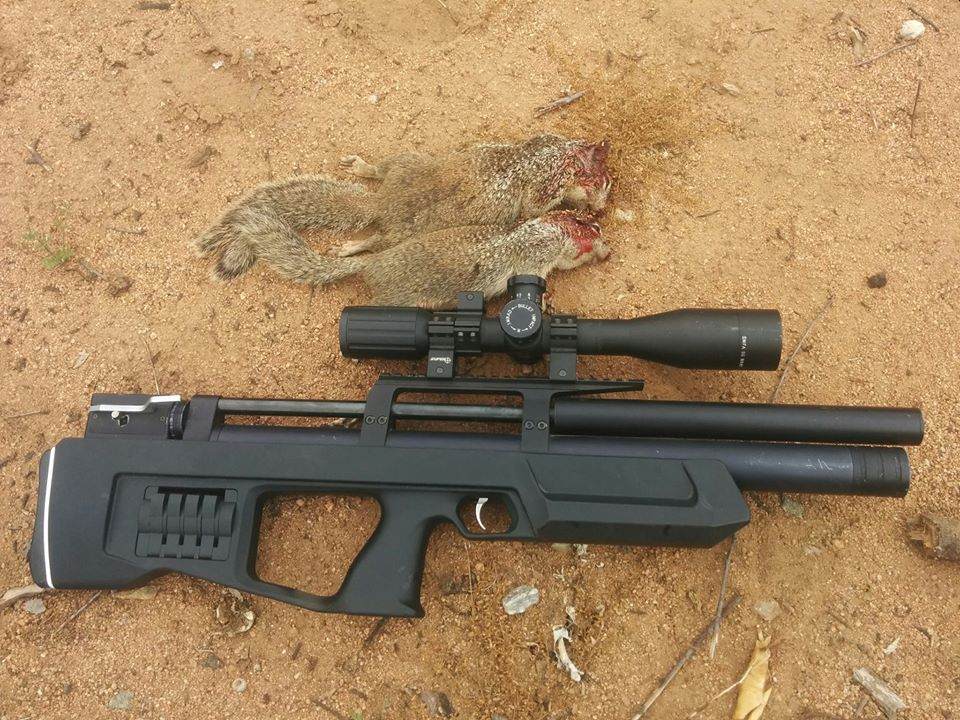 dual squirrels.png