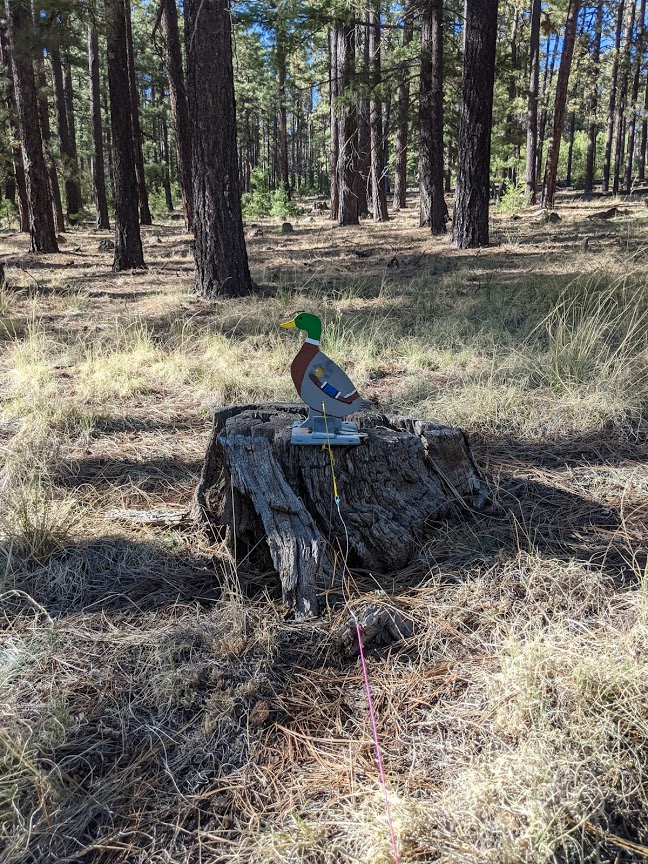 duck.1620675125.jpg