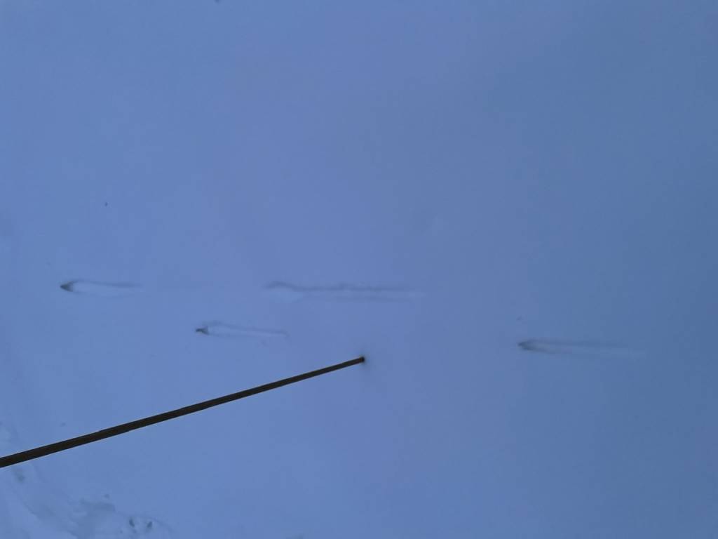 E1F6405E-8C22-410A-AA9F-4FF77CBC6E58.1645802121.jpeg