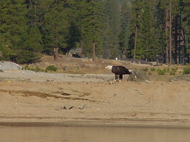 Eagle at Bass Lake  September 2014.1621963663.JPG