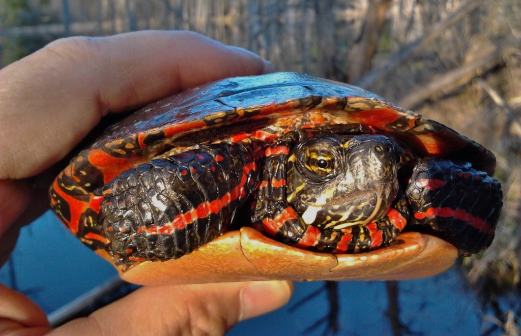 Eastern Slider 1.jpg