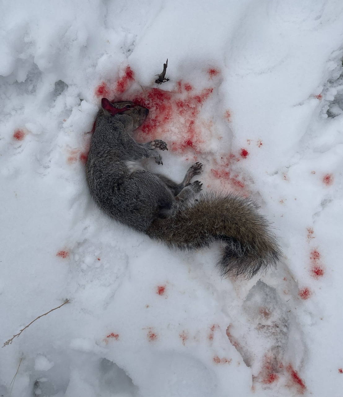 EFE40230-3BC1-4644-A889-770A243D51B0.jpeg