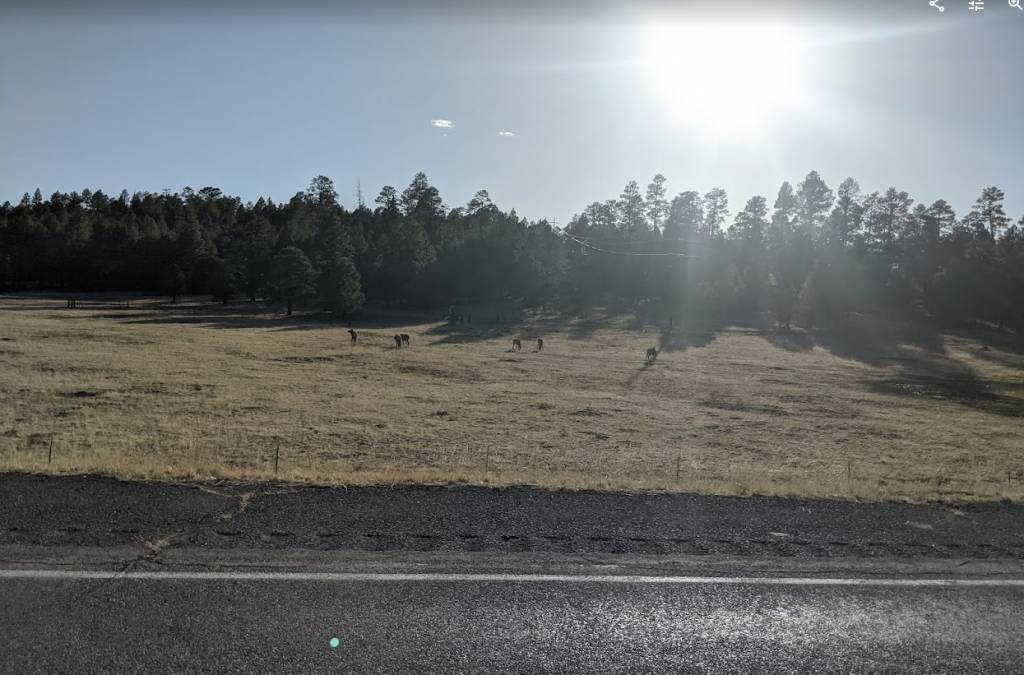 elk.1652686211.jpg