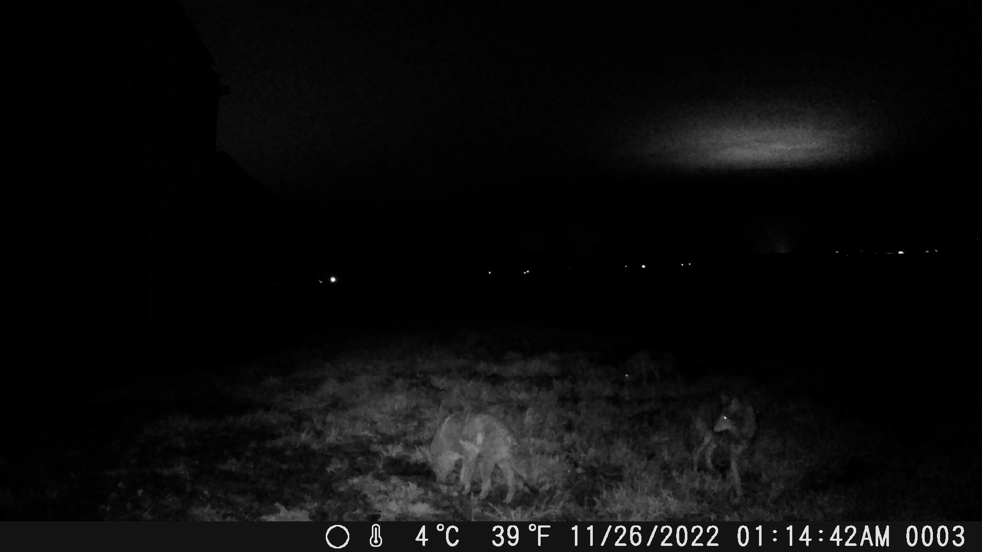 Elusive coyotes.jpg
