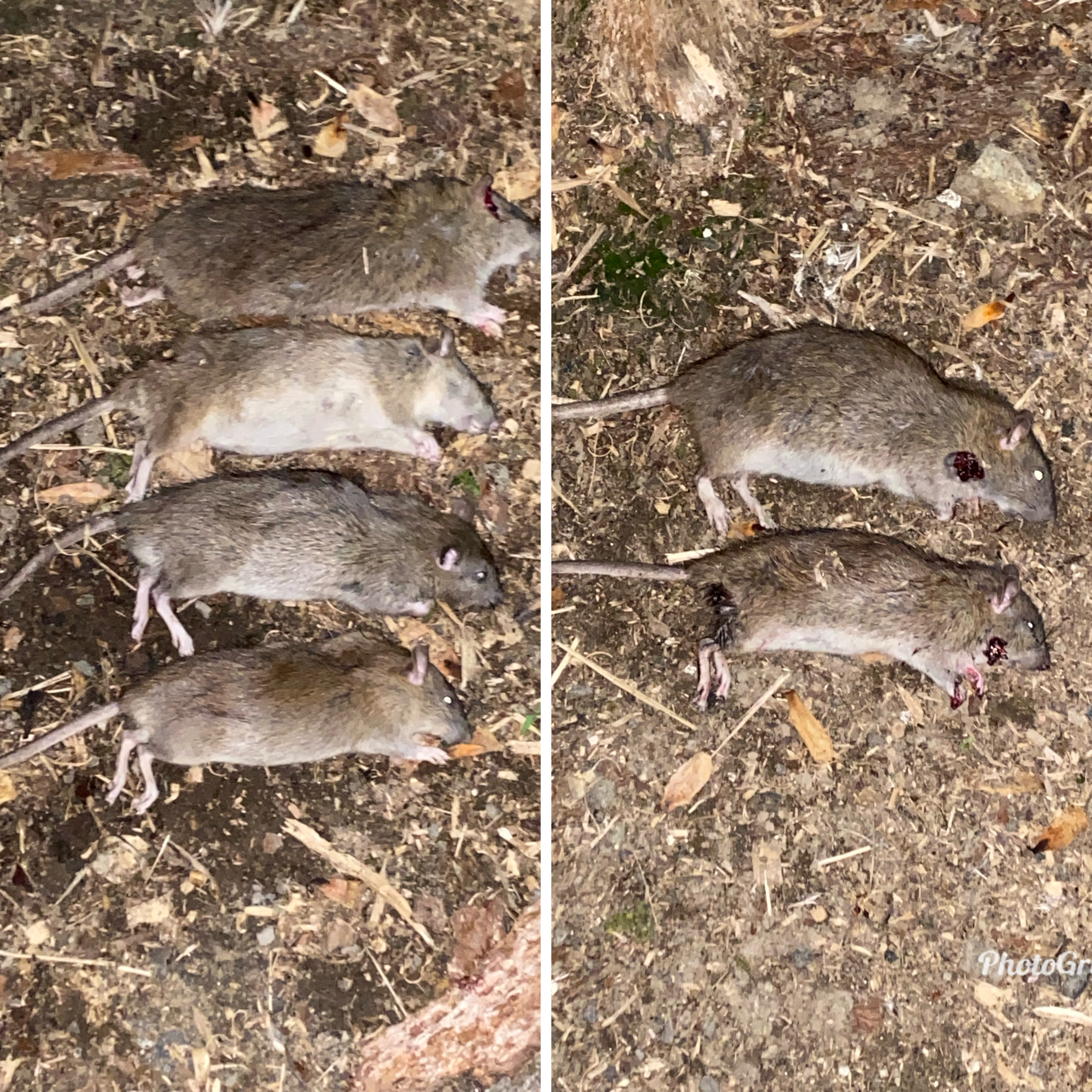 Decent night on the rats with my Delta Wolf. Airgun Forum