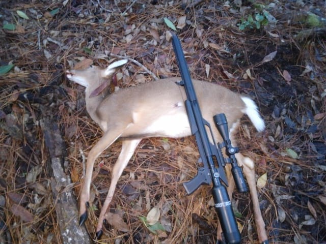 First Deer.jpeg