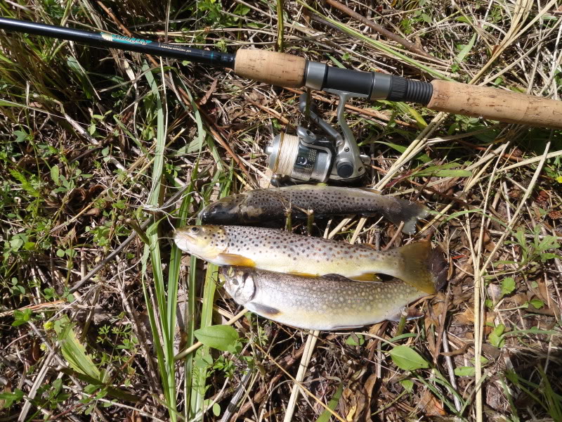 fish.jpg