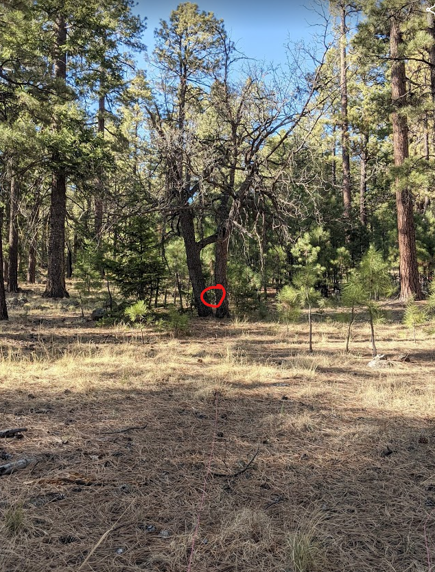 frog from afar.1620674988.png