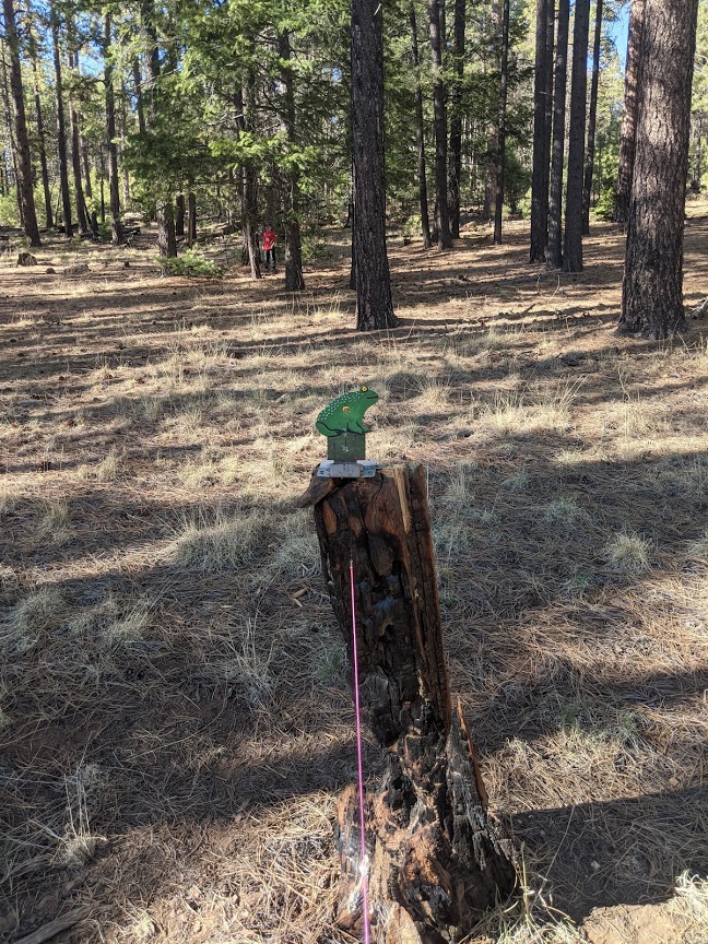 frog on a log.1620675137.jpg