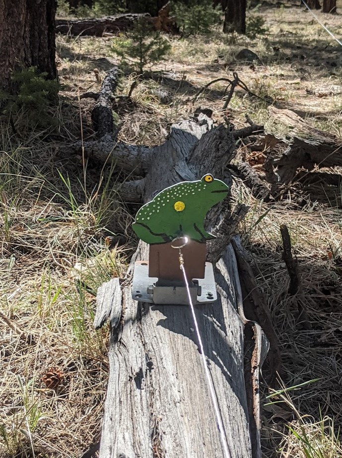 frog on a log.1652682654.jpg