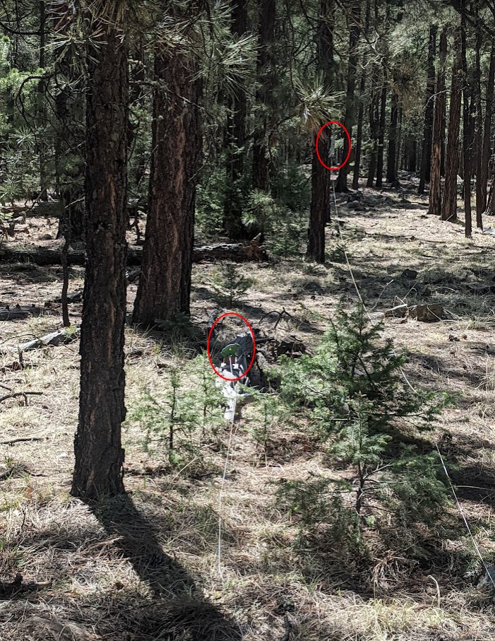 frog on a log and squirrel in a tree.1652682654.jpg