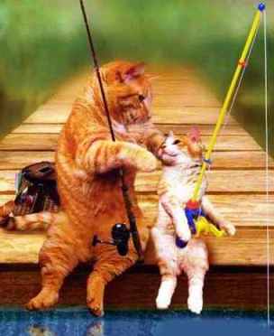 funny-cat-picture-fishing-cats22221.1608834684.jpg