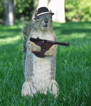 gangstasquirrel-vi.1641181368.gif
