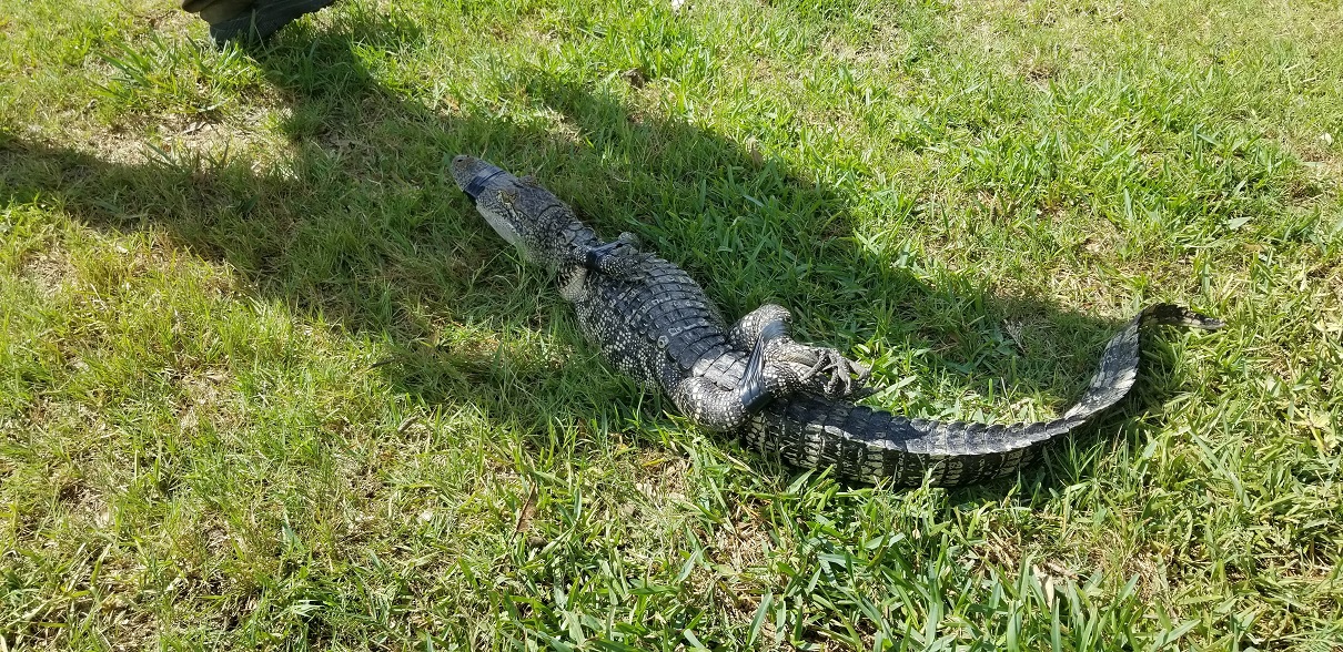 Gator_Sized.jpg
