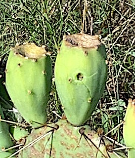 Gem cactus bud.jpg